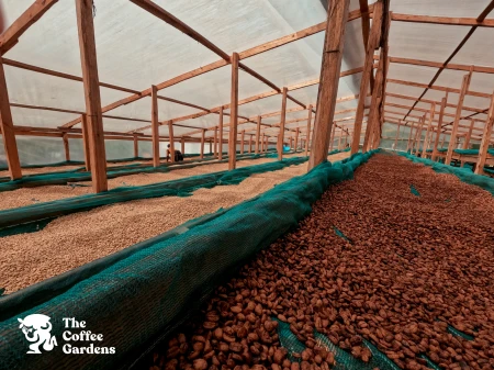 TCG Bukyabo Washing Station, drying, cherry ferment and signature washed.jpg