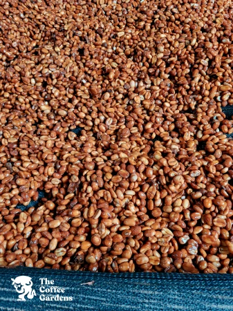 Cherry Ferment dripping station.jpg