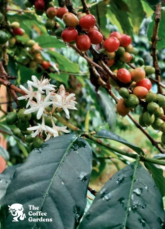 Ripening Cherries2.jpg