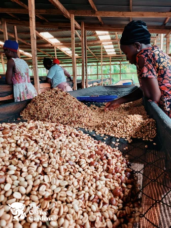 TCG Bukyabo Washing Station, Sorting.jpg