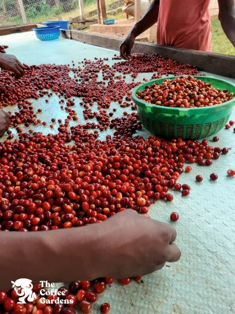 TCG Bukyabo Washing Station, Sorting before Pulping2.jpg