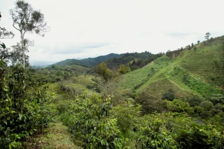 Cafe_Imports_Colombia_Finca_Juan_Martin9-2022-07-27-180905.jpg