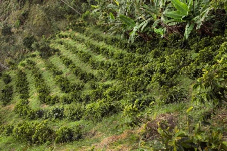Cafe_Imports_Colombia_Finca_Juan_Martin8-2022-07-27-180905.jpg