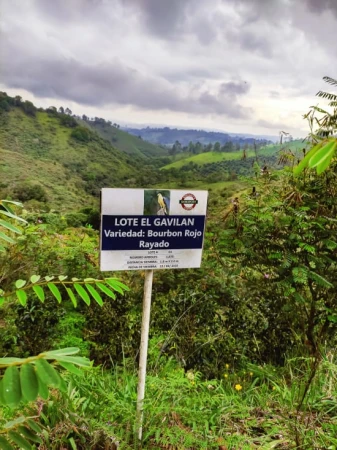 Cafe_Imports_Colombia_Finca_Juan_Martin2-2022-07-27-180904.jpg
