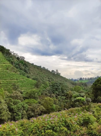 Cafe_Imports_Colombia_Finca_Juan_Martin1-2022-07-27-180904.jpg