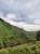 Cafe_Imports_Colombia_Finca_Juan_Martin1-2022-07-27-180904.jpg