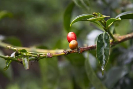 Cafe_Imports_Colombia_Finca_Juan_Martin7-2022-07-27-180903.jpg